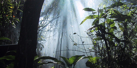 wfpha-working-groups-environmental-health