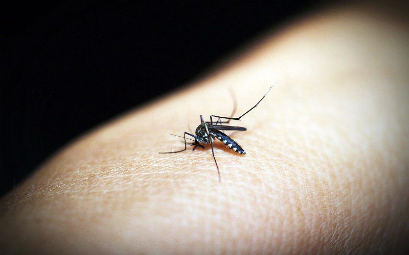 wfpha-blog-preview-mosquito