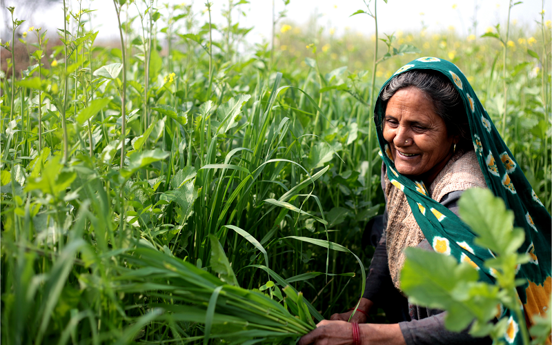 wfpha-blog-annual-report-2022