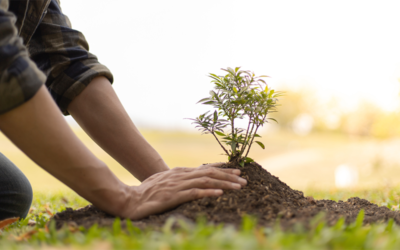 GPHW2023: One Tree at a Time!