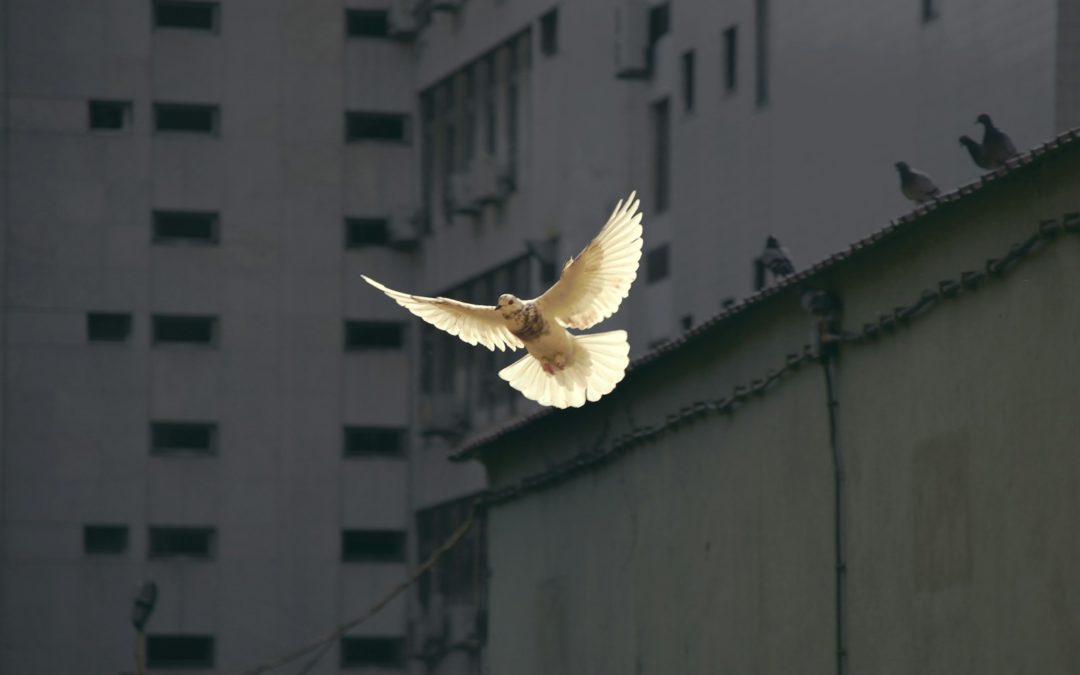 GPHW2024: Does public health have a role for peace? A beginner’s guide