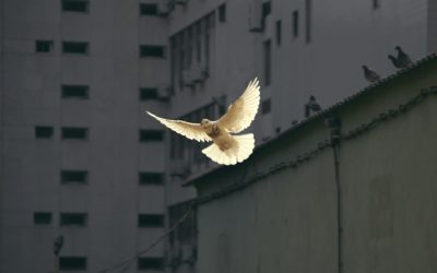 GPHW2024: Does public health have a role for peace? A beginner’s guide