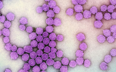 HPV Awareness Day: WFPHA Advances Global Efforts to Eradicate Cervical Cancer
