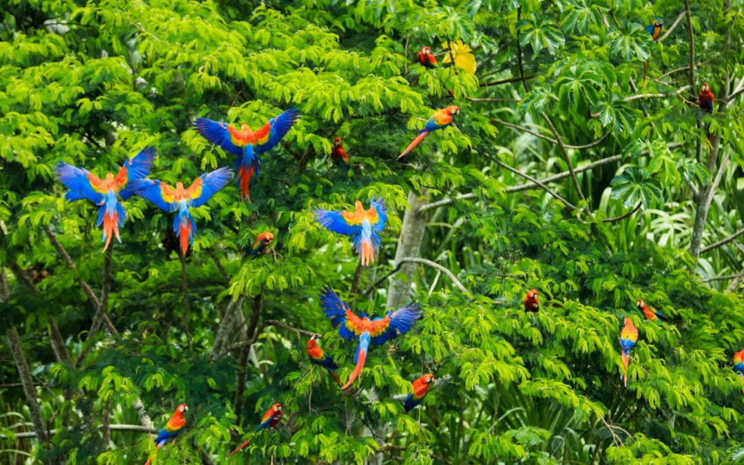 Strengthening the One Health Approach for Climate Change Mitigation